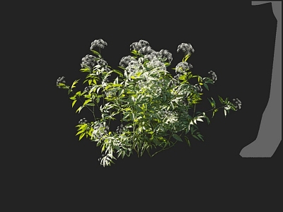 Poison celery flowers potted wild flowers common flowers flower garden flower bed flowers ornamental plants 3d model