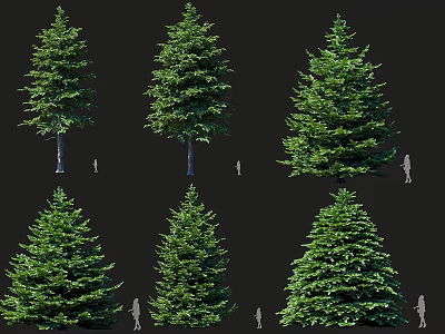 Multiple Green Trees With Different Sizes And Human Figure Scale Comparison 3d model