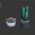 Purple Succulent in White Pot and Green Cactus in Blue Pot for Indoor Decor