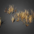 Clusters of Wispy Golden Brown Dried Grass Plants on Dark Background