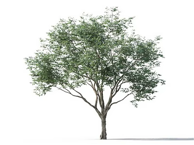 Isolated Green Tree With Lush Foliage And Strong Branches On White Background 3d model