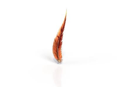 Single Vibrant Orange Feather Hair With Detailed Texture And Gloss On White Background 3d model