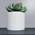 Potted Succulent Plant With Green Leaves In White Ribbed Pot For Indoor Decor