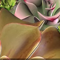 Bonsai Succulent Plants In Black Rectangular Tray With Pink Green White Varieties Neatly Arranged