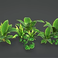 Various Green Leafy Indoor Plants with Different Foliage Shapes and Sizes for Home Decor
