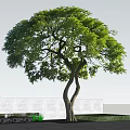 Lush Green Tree With Curved Trunk Against Blue Sky White Wall And Black Tiled Ground