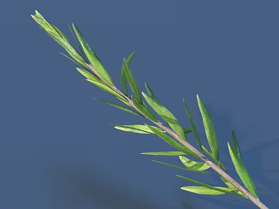 Fresh Green Plant Branch With Slender Leaves Against Blue Background 3d model