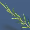 Fresh Green Plant Branch With Slender Leaves Against Blue Background