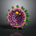 Human Hair Organ Structure With Follicle Cells And Growth Components