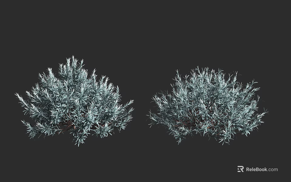 Two Silver Blue Bushy Shrubs With Dense Foliage For Garden Landscaping 3d model 