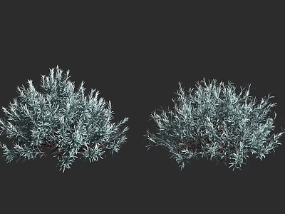 Two Silver Blue Bushy Shrubs With Dense Foliage For Garden Landscaping 3d model