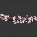 Pink Flowering Tree Branch With Brown Stem And Blooms Against Dark Background
