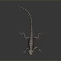 Detailed Lizard With Textured Body And Long Tail On Dark Reflective Surface 3d model