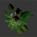 Green Indoor Plant With Large Leaves In White Pot And Gray Background