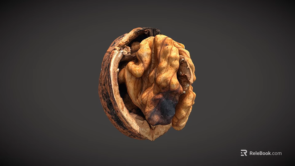 Opened Fresh Walnut With Visible Kernel On Dark Background Close Up View 3d model 