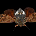 Flying Cicada With Spread Brown Wings Intricate Patterns Black White Body Isolated On Black Background