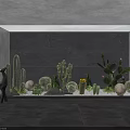 Modern Indoor Cactus Bonsai Potted Plants With Various Types Decorative Stones And White Spherical Ornaments