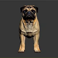 Adorable Light Brown Pug Standing on Dark Background with Shiny Reflection