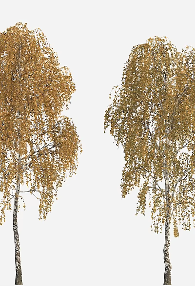 Two Tall Birch Trees Featuring White Bark and Golden Yellow Drooping Leaves 3d model