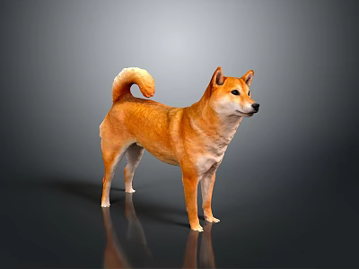 Orange Brown Shiba Inu Standing With Curled Tail On Gray Background And Reflection On Surface 3d model