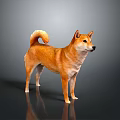 Orange Brown Shiba Inu Standing With Curled Tail On Gray Background And Reflection On Surface