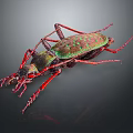 Shiny Green And Red Beetle With Long Red Legs On Dark Background