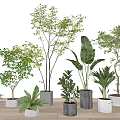 Indoor Bonsai Potted Plants Green Foliage Various Sizes Concrete Pots On Wooden Floor White Wall