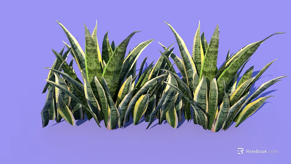 Vibrant Sansevieria Plant Arrangement With Green Yellow Striped Leaves On Purple Background 3d model 