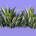 Vibrant Sansevieria Plant Arrangement With Green Yellow Striped Leaves On Purple Background