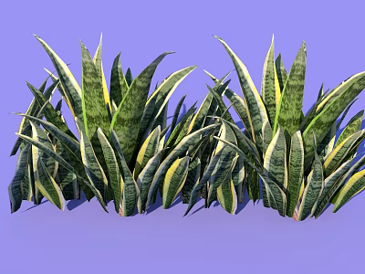 Vibrant Sansevieria Plant Arrangement With Green Yellow Striped Leaves On Purple Background 3d model