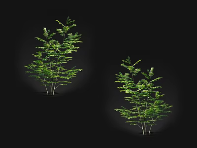 Two Arbors with Lush Green Leaves and Multiple Branches Against Black Background with Spotlight Illumination 3d model