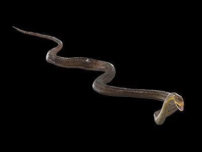 Slithering Reptile Snake With Curved Body And Yellow Head On Black Background 3d model