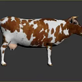 Brown And White Cow Standing On Black Floor With Reflection Against Gray Background
