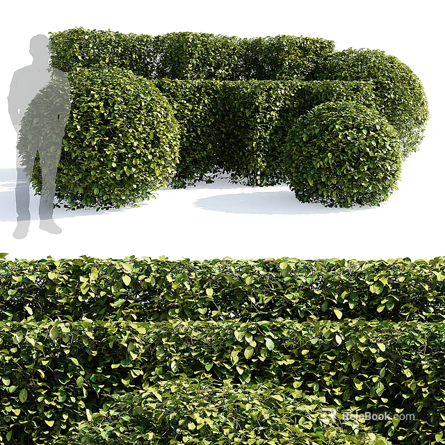 Well Trimmed Garden Bushes With Rounded Shapes And Lush Green Foliage 3d model 