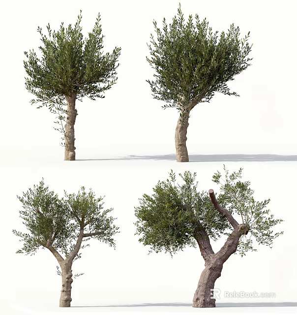 Olive Trees With Various Trunk Shapes And Lush Green Foliage 3d model 