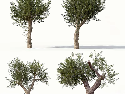 Olive Trees With Various Trunk Shapes And Lush Green Foliage 3d model