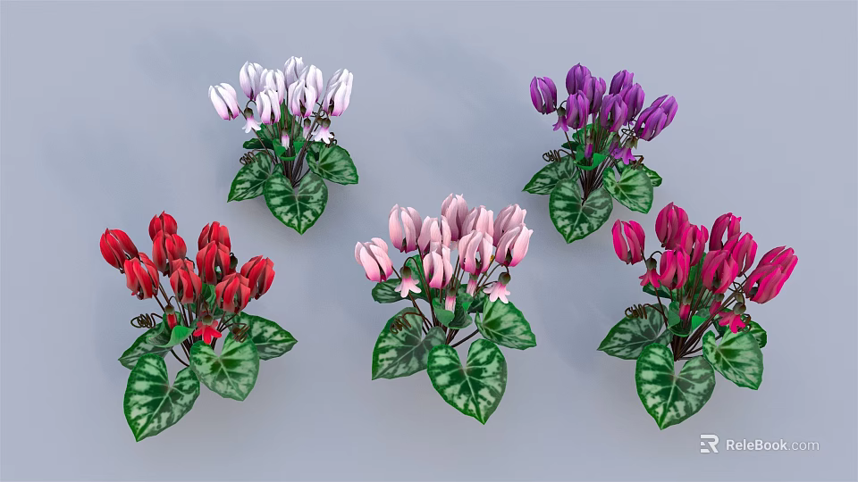 Colorful Cyclamen Plants With White Purple Red Pink Flowers And Green Leaves 3d model 