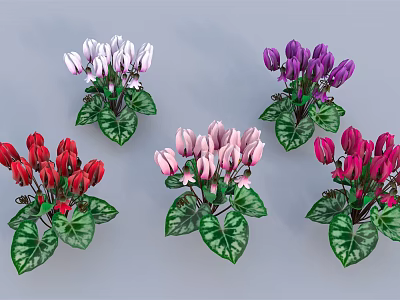 Colorful Cyclamen Plants With White Purple Red Pink Flowers And Green Leaves 3d model
