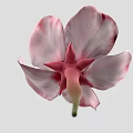 Beautiful Soft Pink Flower With Delicate Petals And Golden Stamens Against Light Gray Background