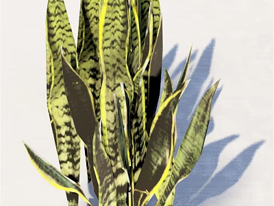 Lush Indoor Snake Plant With Green Striped Leaves And Yellow Edges 3d model