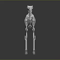Silver Metallic Dog Skeleton Model Medical Device With Clear Structure For Teaching 3d model