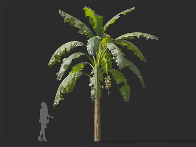 Banana Tree With Large Green Leaves Woody Trunk And Bananas Beside Human Silhouette 3d model