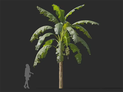 Banana Tree With Large Green Leaves Woody Trunk And Bananas Beside Human Silhouette 3d model