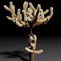 Unique Branching Succulent Plant With White Fuzzy Spines And Brown Stem