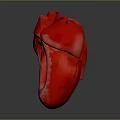 Human Heart Anatomical 3D Rendering With Internal Chambers Detailed Structure View 3d model