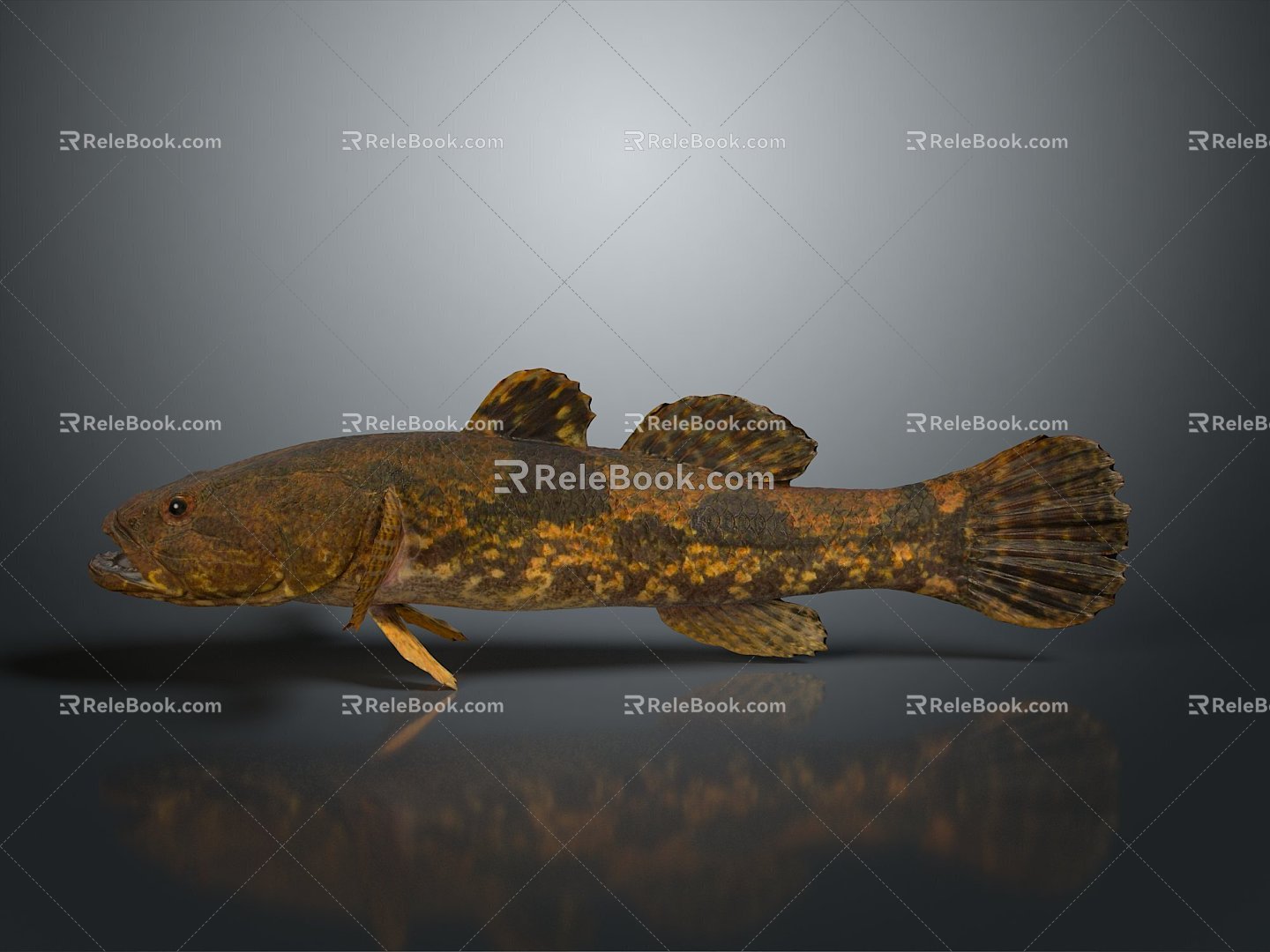 Catfish Carp Sturgeon Bass Freshwater Fish Various Carp Grass Carp Crucian Carp 3d model