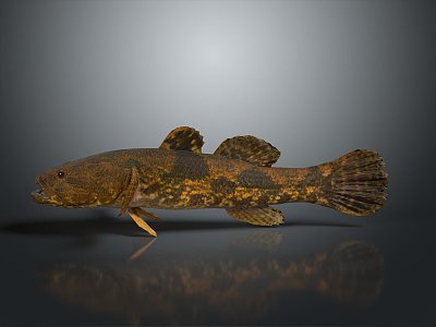 Catfish Carp Sturgeon Bass Freshwater Fish Various Carp Grass Carp Crucian Carp 3d model