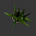 Green Leafy Indoor Plant In Beige Woven Pot Against Dark Background