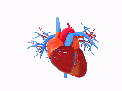 Detailed Human Heart Anatomical Model With Blood Vessels Medical Illustration 3d model