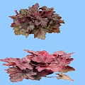 Vibrant Shrubs With Colorful Leaves In Potted Plants Against Light Blue Background